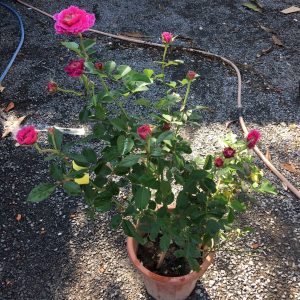 [Cây giống hoa] Hồng BỤI Nhật Ramukan chậu C9 - giống hồng ngoại cực siêng hoa, hương thơm nhẹ - CayGiongTot