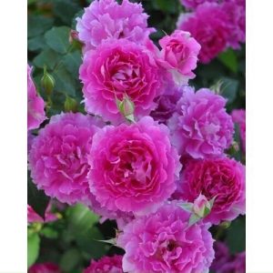 [Cây giống hoa] Hồng BỤI Nhật Ramukan chậu C9 - giống hồng ngoại cực siêng hoa, hương thơm nhẹ - CayGiongTot