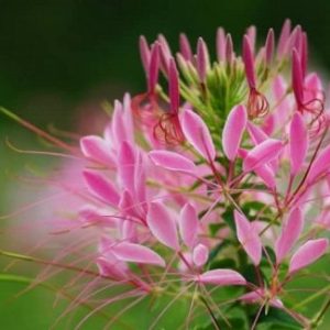 Gói 50 Hạt Giống Hoa Hồng Ri Nhiều Màu- NanuSeeds