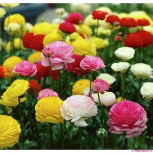 Gói 20 Hạt Giống Hoa Hồng Ri Ba Tư Nhiều Màu - NanuSeeds