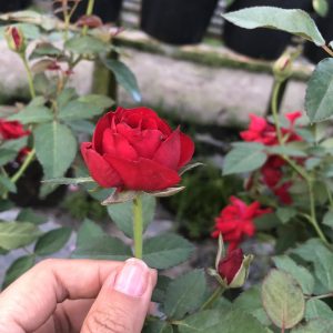 Hồng siêu nụ màu đỏ size chậu C10