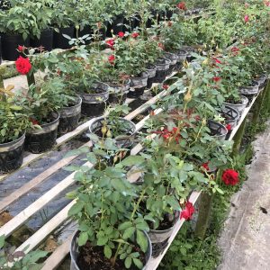 Hồng siêu nụ màu đỏ size chậu C10