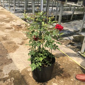 Hồng siêu nụ màu đỏ size chậu C10