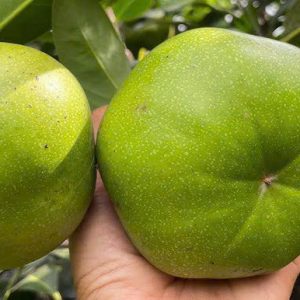 Cây giống hồng socola loại quả TO DẸT - cây ghép 8 tháng có trái