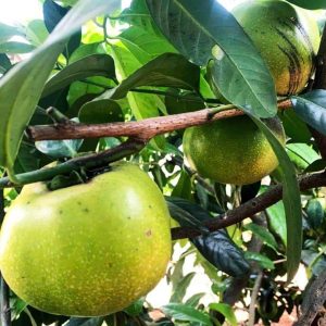 Cây giống hồng socola loại quả TO DẸT - cây ghép 8 tháng có trái