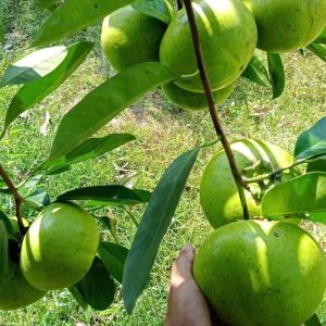 Cây giống hồng socola loại quả TO DẸT - cây ghép 8 tháng có trái