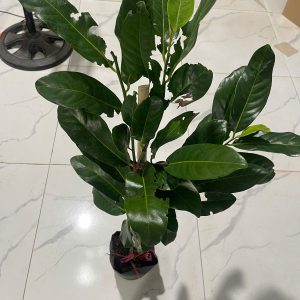 Cây giống hồng socola loại quả TO DẸT - cây ghép 8 tháng có trái