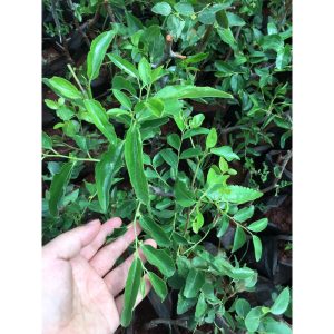 Cây giống hồng táo (táo tàu) Sherwood