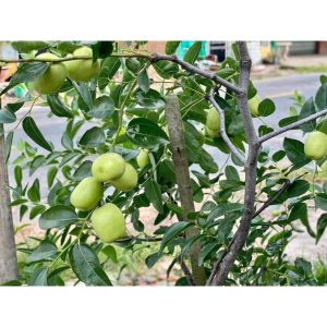 Cây giống hồng táo (táo tàu) Sherwood