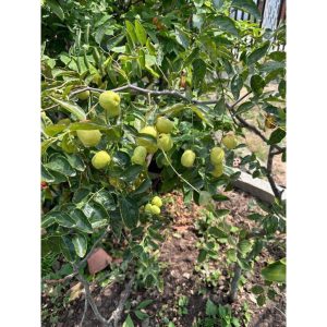 Cây giống hồng táo (táo tàu) Sherwood