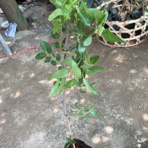 Cây giống Hồng Táo (Táo Tàu) siêu ngọt