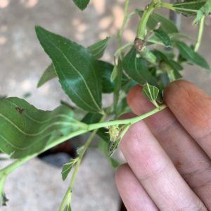 Cây giống Hồng Táo (Táo Tàu) siêu ngọt