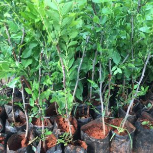 Cây giống Hồng Táo (Táo Tàu) siêu ngọt