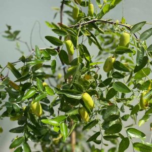 Cây giống Hồng Táo (Táo Tàu) siêu ngọt