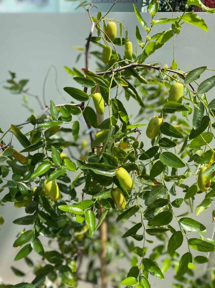 hong-tao-tau-5-d7ae6f50-baef-471d-b792-45cfb3b6700f