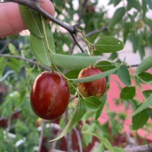 Cây giống Hồng Táo (Táo Tàu) siêu ngọt