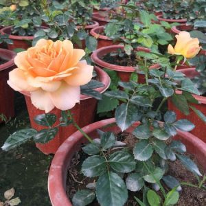 hồng ngoại tezza màu cam(siêu nụ)