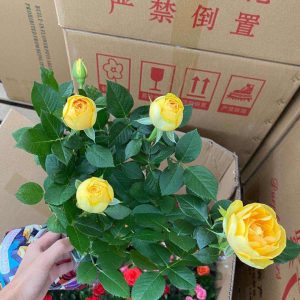 [Cây giống hoa] Hồng ngoại Tezza lùn (hồng bụi) size chậu C9 - CayGiongTot