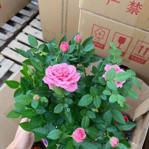 [Cây giống hoa] Hồng ngoại Tezza lùn (hồng bụi) size chậu C9 - CayGiongTot