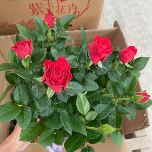 [Cây giống hoa] Hồng ngoại Tezza lùn (hồng bụi) size chậu C9 - CayGiongTot