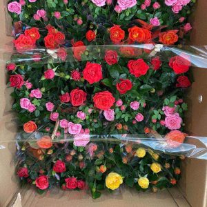 [Cây giống hoa] Hồng ngoại Tezza lùn (hồng bụi) size chậu C9 - CayGiongTot