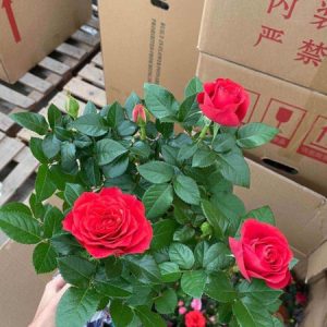 [Cây giống hoa] Hồng ngoại Tezza đỏ (siêu nụ) size chậu C9 - CayGiongTot