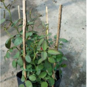 [Cây giống hoa] Hồng ngoại Tezza lùn (hồng bụi) size chậu C9 - CayGiongTot