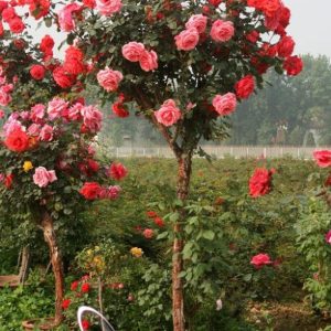 Gói 10 hạt giống hoa hồng tree thân gỗ