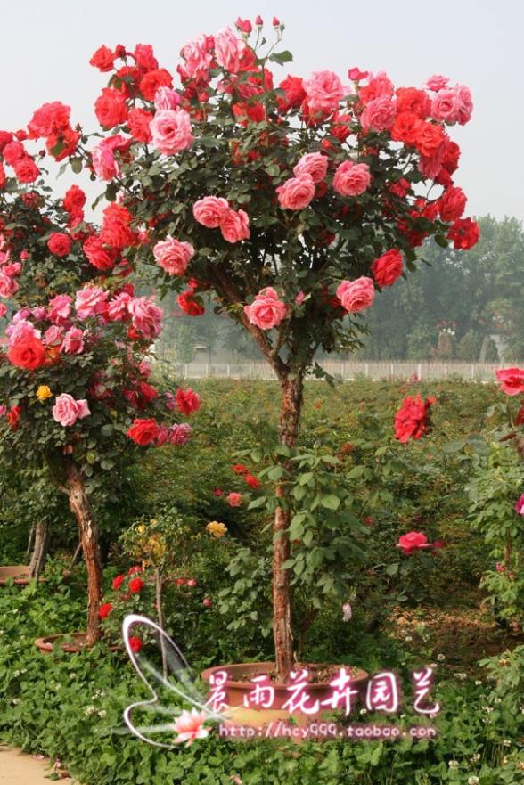 Gói 10 hạt giống hoa hồng tree thân gỗ