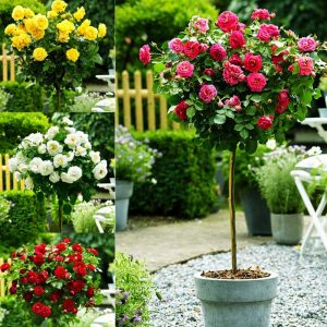 Gói 10 hạt giống hoa hồng tree thân gỗ