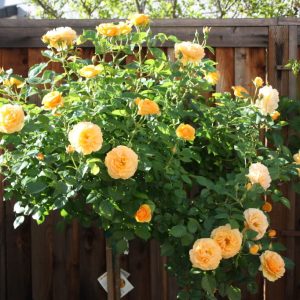 Gói 10 hạt giống hoa hồng tree thân gỗ