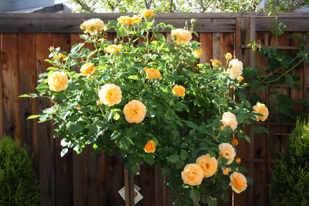 Gói 10 hạt giống hoa hồng tree thân gỗ