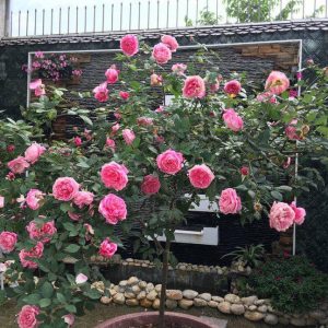 Gói 10 hạt giống hoa hồng tree thân gỗ