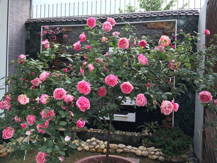 Gói 10 hạt giống hoa hồng tree thân gỗ