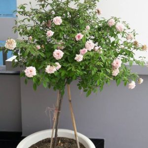 Gói 10 hạt giống hoa hồng tree thân gỗ