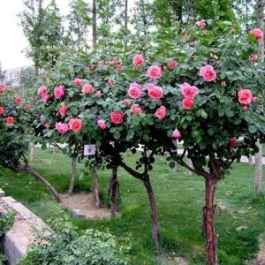 Gói 10 hạt giống hoa hồng tree thân gỗ