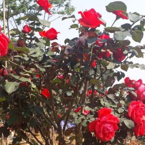 Gói 10 hạt giống hoa hồng tree thân gỗ