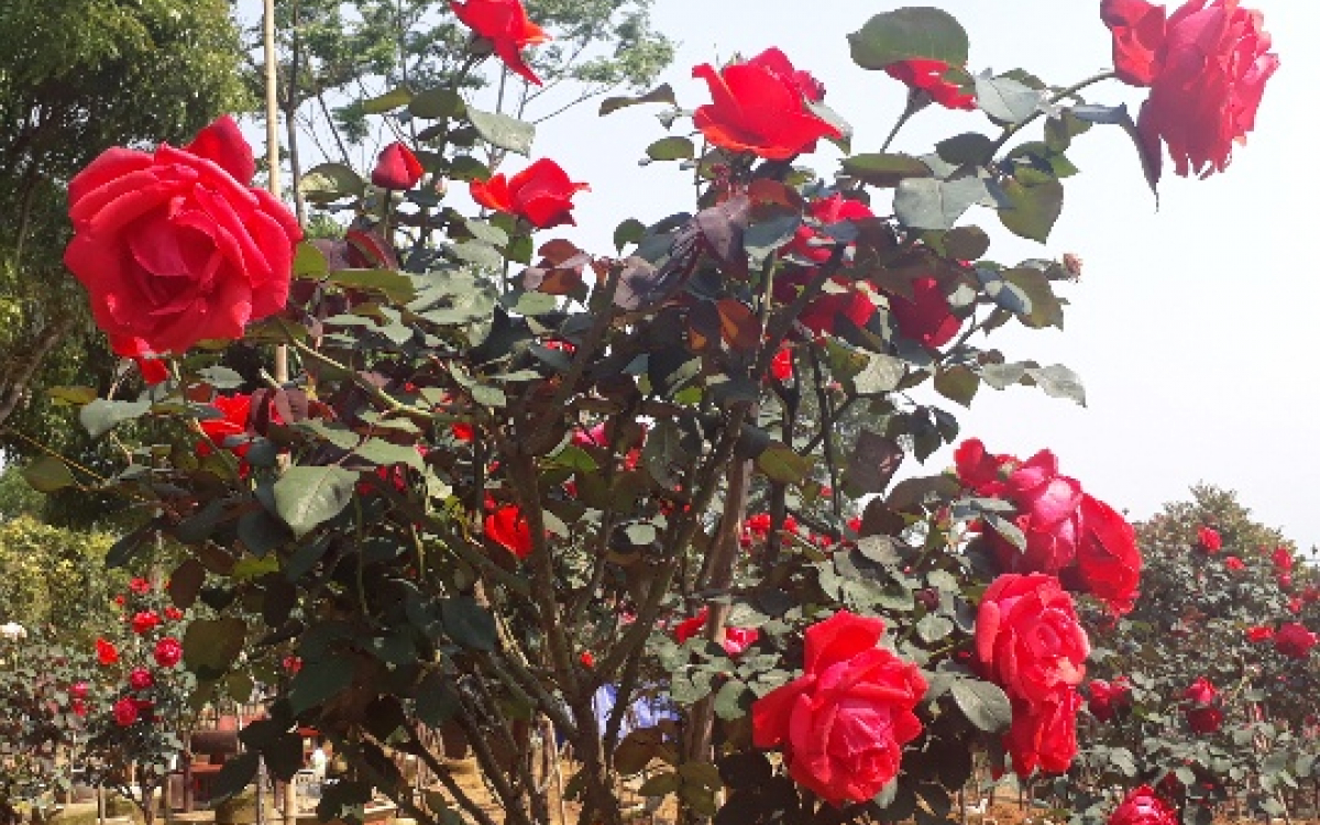 Gói 10 hạt giống hoa hồng tree thân gỗ