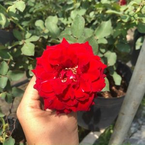 Hồng siêu nụ màu đỏ size chậu C10