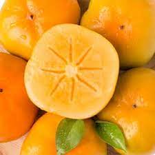 Cây giống Hồng vuông giòn Nhật Bản Fuji siêu ngọt, không hạt, không chát