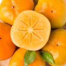 Cây giống Hồng vuông giòn Nhật Bản Fuji siêu ngọt, không hạt, không chát