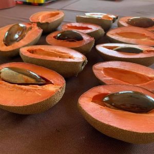 Cây giống hồng xiêm (sapoche) ruột đỏ khổng lồ giống chuẩn Thái