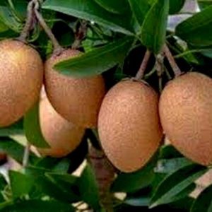 Cây giống hồng xiêm xoài - giống hồng xiêm quả to, vỏ mỏng, ăn mềm và ngọt