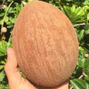 Cây giống hồng xiêm xoài - giống hồng xiêm quả to, vỏ mỏng, ăn mềm và ngọt