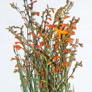 Combo 10 củ giống hoa dơn lúa (Lay ơn lúa) - Giống hoa lay ơn rừng trồng khoảng 5 tháng cho hoa.