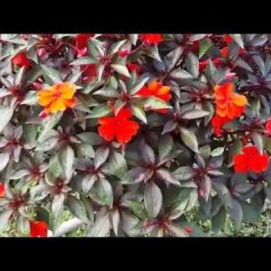 Chậu cây Mai dạ thảo cam lá đỏ