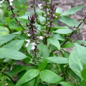 Gói 5g hạt giống rau húng quế lá to