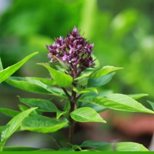 Gói 5g hạt giống rau húng quế lá to