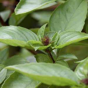 Gói 5g hạt giống rau húng quế lá to