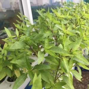 Gói 5g hạt giống rau húng quế lá to